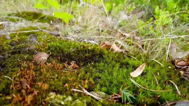 Eichel Fällt Auf Moos Auf Dem Herbstlichen Waldboden — Stockvideo