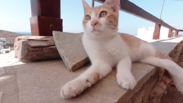 Orange Tabby White Kitten Exploring Tinos Island Вид Море Деревню — стоковое видео