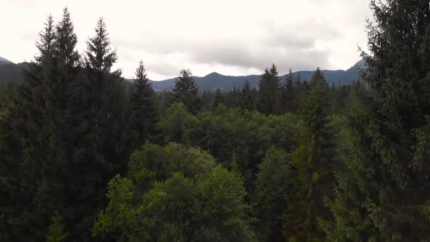 Aerial Stiger Skov Med Eng Bjerge Afstand Overskyet Vejr – Stock-video