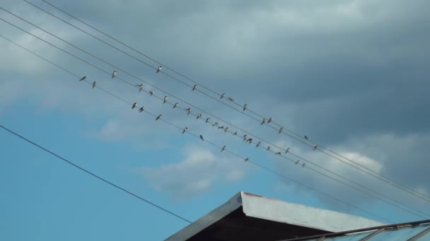 在蓝色 多云的天空和屋顶的背景下 燕子坐在电力线上的景象在画面的下半部分 — 图库视频影像