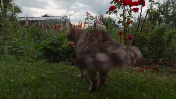 Cat Garden Setting Back Turned Camera First Fwatting Tail Turns — Stock video