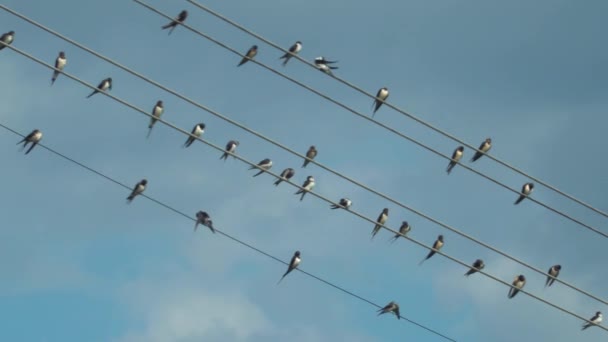 Ramfyllning Sväljer Sitter Kraftledning Med Bakgrund Blå Himmel — Stockvideo