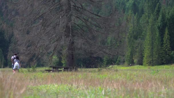 Vista Bassa Distanza Angolare Panchina Albero Singolo Nell Area Forestale — Video Stock