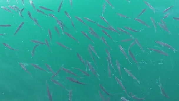 Rebanho Mullet Peixes Nadar Superfície Água Mar Verde — Vídeo de Stock