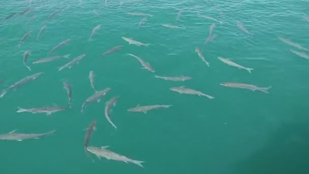 Rebanho Mullet Peixes Nadar Superfície Água Mar Verde — Vídeo de Stock