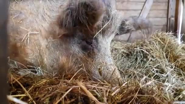 Mignon Paresseux Porc Laine Couché Manger Foin — Video