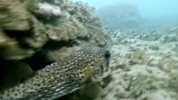 カリブ海での打撃魚に続く水中ショットダイバーPov — ストック動画