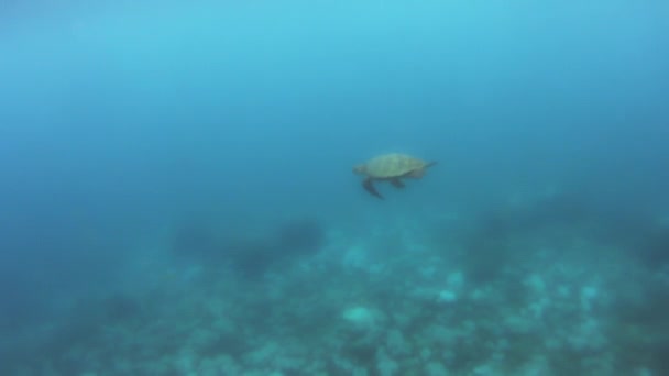 Slow Motion Plongeur Sous Marin Pov Suite Une Tortue Verte — Video