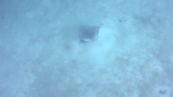 Podwodny Pov Nurka Patrząc Dół Płaszczka Dnie Morza — Wideo stockowe