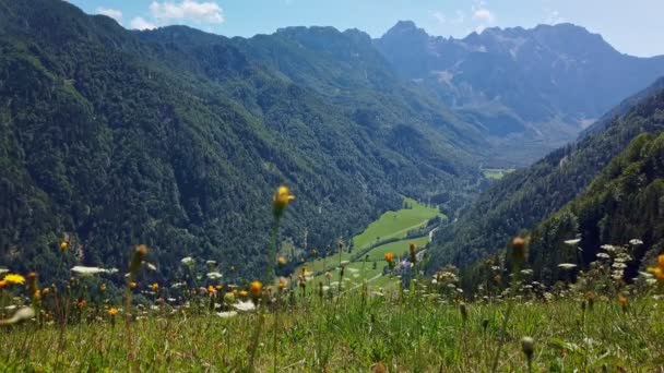 Flores Alpinas Prado Com Montanhas Vale Fundo Vale Logar Kamnik — Vídeo de Stock