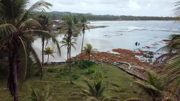 Palmiye Ağaçları Arasında Deniz Manzaralı Hava Manzarası — Stok video