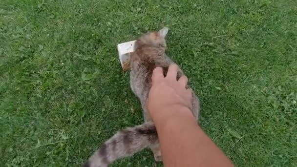 Maschio Mano Petting Marrone Gatto Pov Gras — Video Stock