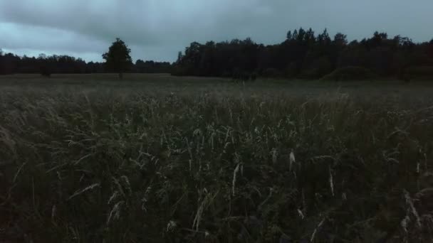 Windy Field Grass Dark Rain Clouds — Stock Video