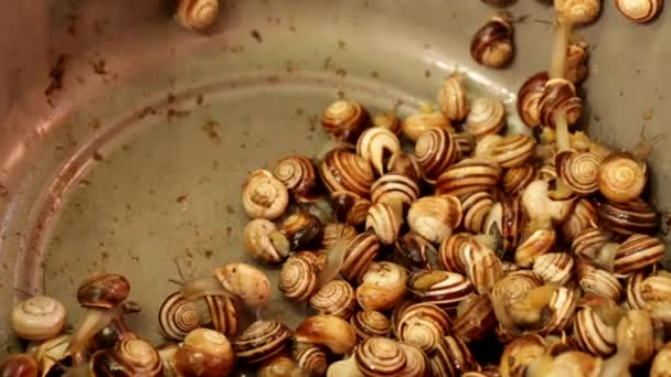 Escargot Escargots Terrestres Vivants Dans Bol Marché Local Dans Étal — Video