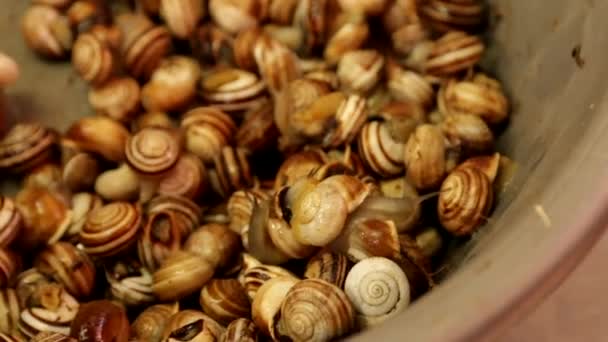 Zoomed View Escargot Snails Alive Crawling Bowl Local Market Valencia — Stock Video