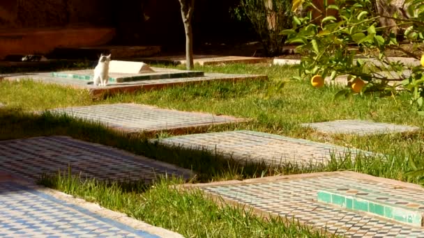 Katze Läuft Feld Von Links Nach Rechts Mit Marokkanischen Fliesen — Stockvideo