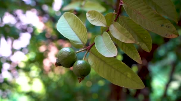 Mycket Färsk Guava Gren — Stockvideo