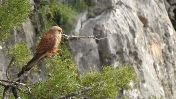 Mniejszy Mężczyzna Kestrel Falco Naumanni Siedzący Gałęzi Jałowca Park Narodowy — Wideo stockowe