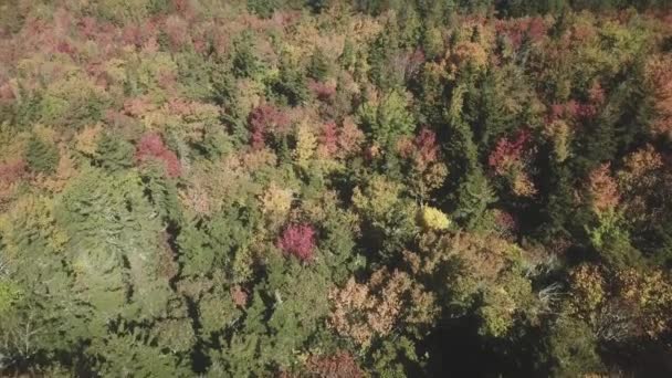 Feuillage Automne Aérien Montagne Grand Père — Video