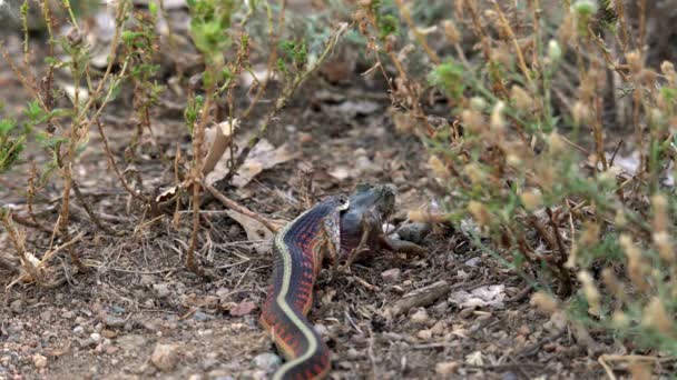 Podvazkový Had Snaží Spolknout Svou Kořist — Stock video