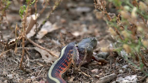 食腐蛇企图吞食猎物 — 图库视频影像