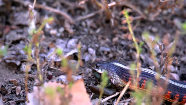 Garter Snake Trying Swallow Its Prey — Stock Video