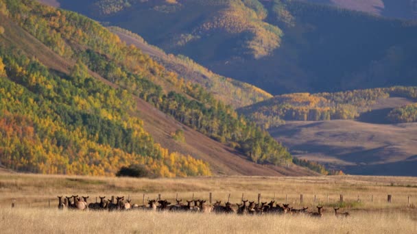 Grand Troupeau Wapitis Près Crested Butte Colorado — Video