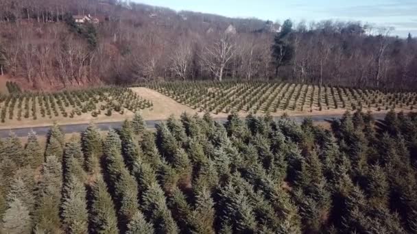 Aerial Christmas Tree Farm Watauga County — 비디오