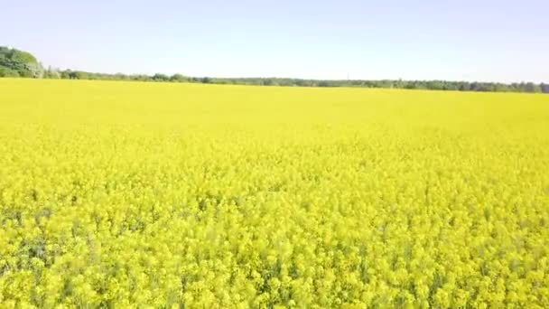 Drone Fly Γυρίζει Πάνω Από Ένα Γιγαντιαίο Πεδίο Canola — Αρχείο Βίντεο