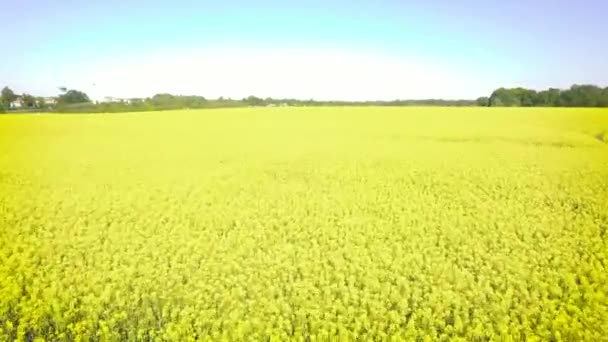 无人驾驶飞机在一个巨大的油菜地上空飞得很快 — 图库视频影像