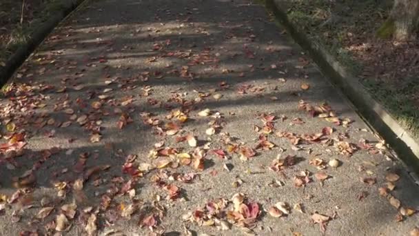 秋になると歩道に枯葉が吹き飛ばされ 歩道に影を落とす木漏れ日 — ストック動画