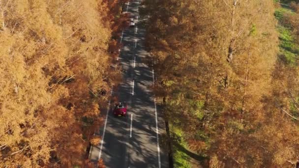 滋賀県のメタセコイア通り 秋の道路4Kを介して車のドライブとしての空中傾斜 — ストック動画