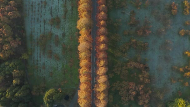 滋賀県日の出時の空中トップダウンビューメタセコイア並木 — ストック動画