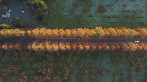 Metasequoia Namiki Ansicht Von Oben Während Autos Auf Der Ländlichen — Stockvideo