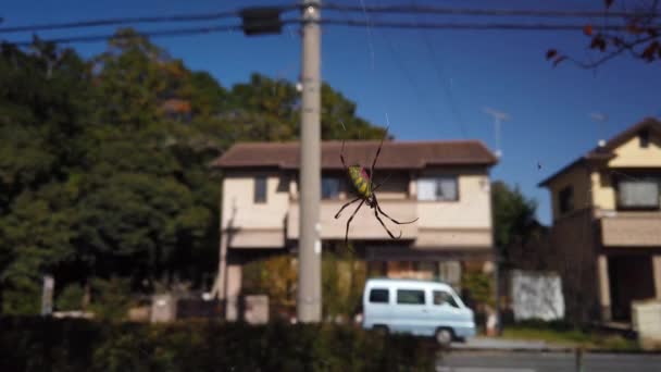 Joro Spider 日本的大圆编织机 具有邻里背景 — 图库视频影像