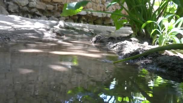 Creek Stromend Water Marokko — Stockvideo