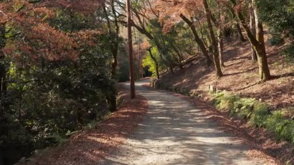 Weg Door Nara Park Herfst Gezien Vanaf Drone Luchtlaag Niveau — Stockvideo