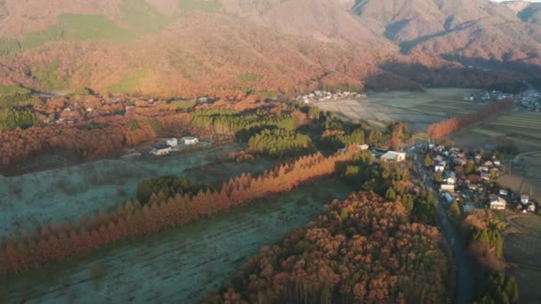 在日本滋贺的Meta Sequoia Namiki公路上方的空中平底锅 秋天的日出 — 图库视频影像