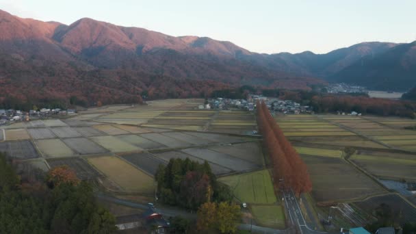滋賀県の田んぼ 田の上の空中日の出 メタセコイア並木 — ストック動画
