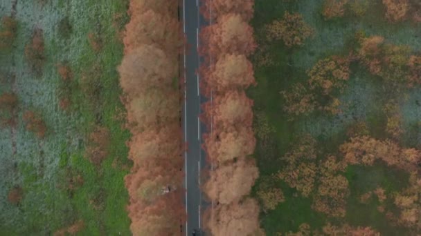 Top Aerial View Cars Motorcycles Traveling Autumn Tree Lined Road — Stock Video