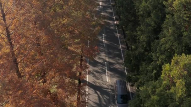 農村部の秋の木が並ぶ道路を車で移動する 高角度ビュー — ストック動画