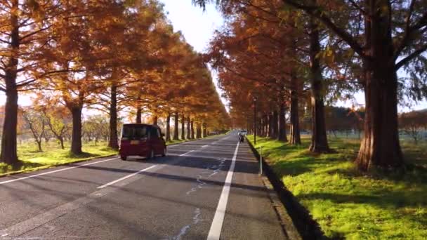 滋賀県の秋のメタセコイア道 風光明媚な場所を車のドライブとして日の出 — ストック動画