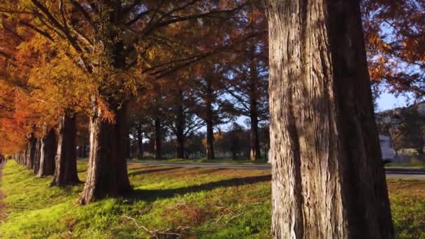 滋賀県の秋の並木道メタセコイア並木 — ストック動画