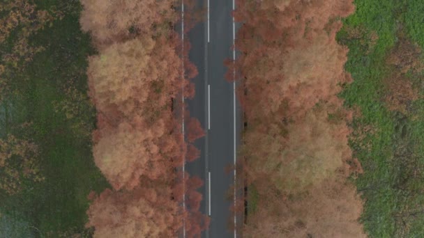 Meta Sequoia Namiki Odgórny Widok Lotu Ptaka Samochody Jadące Poniżej — Wideo stockowe