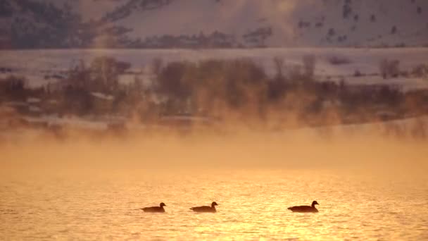 霧の湖で泳ぐカナダのガチョウの群れ — ストック動画