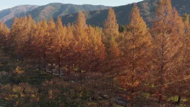 秋のメタセコイア並木道 滋賀県 黄金の紅葉と田舎の上にパン — ストック動画