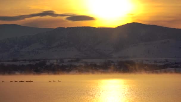 カナダの群れ山の背景に霧の湖で泳ぐガチョウ — ストック動画