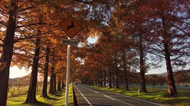 滋賀県の秋の田舎道 黄金色のメタセコイアの下の鹿の警告標識 — ストック動画