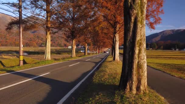 Herfst Zonsopgang Scène Als Auto Rijden Langs Bomen Omzoomde Weg — Stockvideo