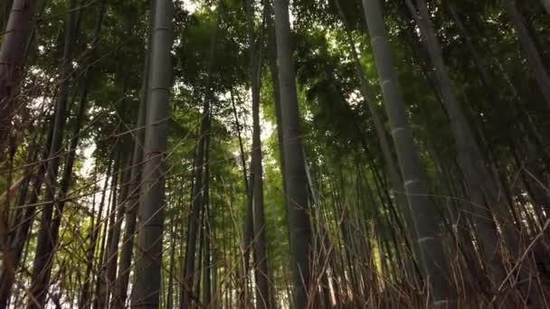 Sagano Bamboo Grove Arashiyama Japan Panorera Över Djup Bambuskog Japan — Stockvideo